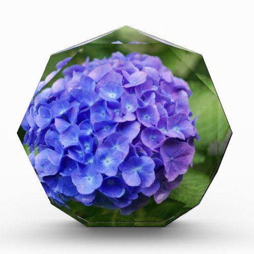 French hydrangea Hydrangea macrophylla Award