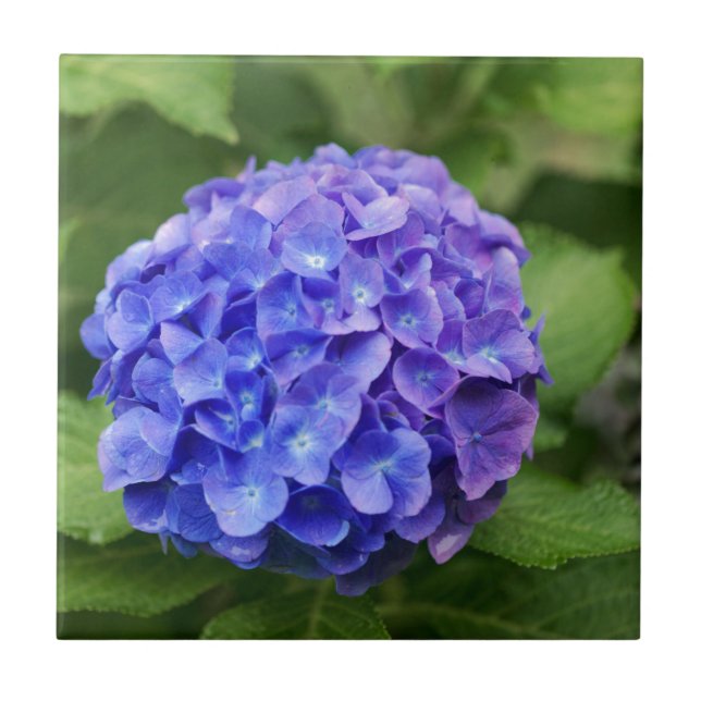 French hydrangea (Hydrangea macrophylla) Ceramic Tile (Front)