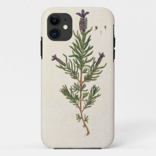 French Lavender, plate 241 from 'A Curious Herbal' iPhone 11 Case