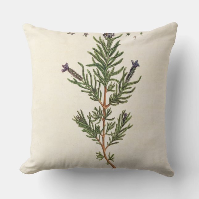 French Lavender, plate 241 from 'A Curious Herbal' Throw Pillow (Front)