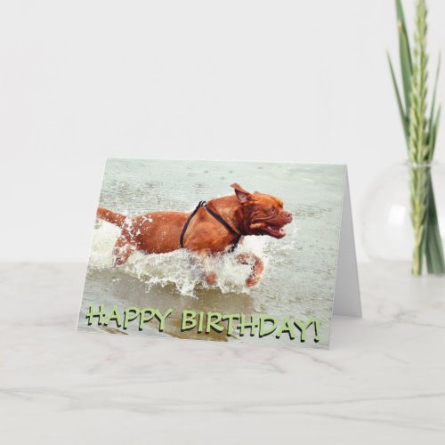 French Mastiff birthday card