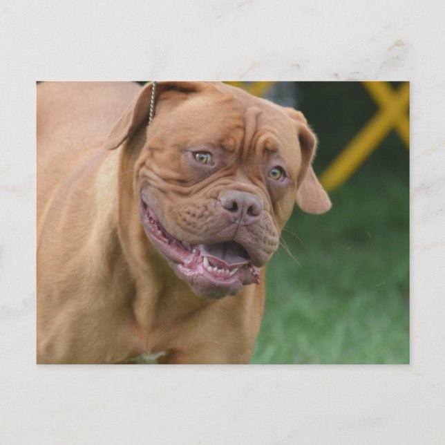 French Mastiff Dog Postcard (Front)