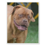 French Mastiff Dog Temporary Tattoos