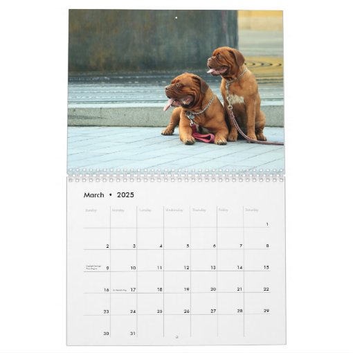 French Mastiff Dogue de Bordeaux Calendar Zazzle