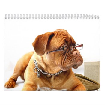 French Mastiff Dogue De Bordeaux Calendar by RiverJude at Zazzle