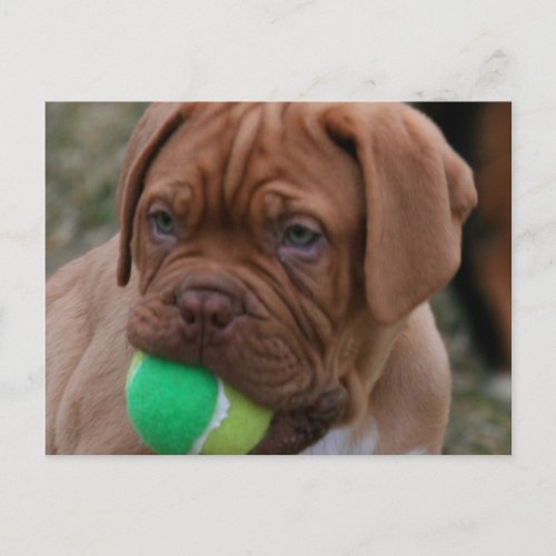 French Mastiff Puppy Postcard