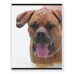 French Mastiff Temporary Tattoos