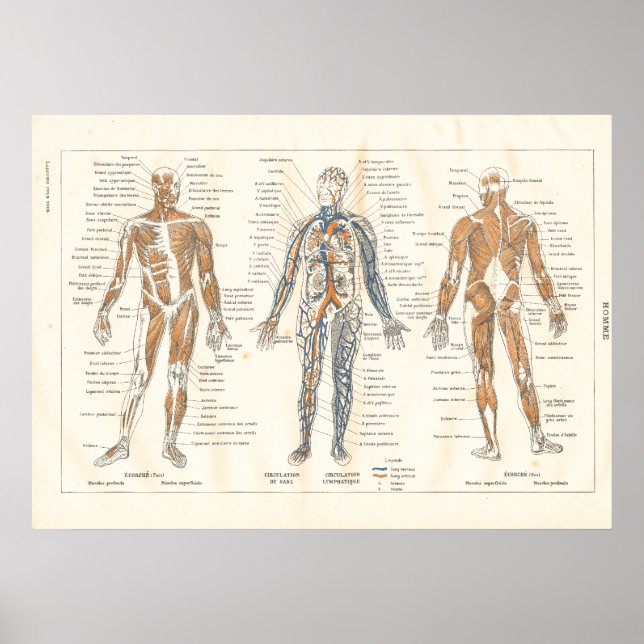 French Muscle Anatomy Vintage Chart 1800's (Front)