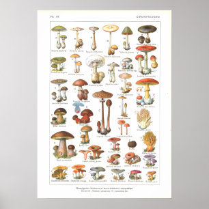 French Poisonous Edible Mushrooms Variety Print