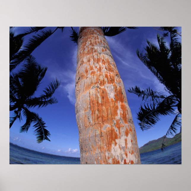 French Polynesia, Bora Bora, Palm trees Poster (Front)