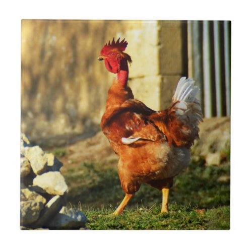 French rooster ceramic tile