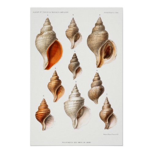 French Seashell Vintage Beach Shell Sand Ocean  Poster