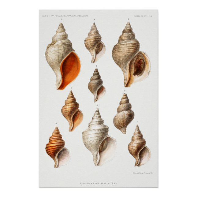 French Seashell Vintage Beach Shell Sand Ocean  Poster (Front)