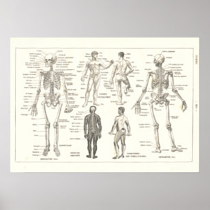 French Skeleton Anatomy Vintage Chart 1800's