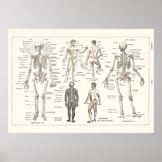 French Skeleton Anatomy Vintage Chart 1800's (Front)
