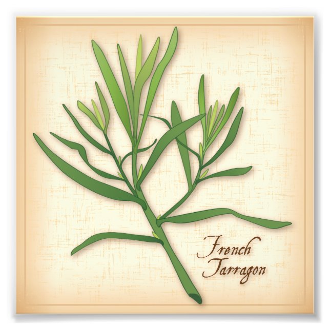 French Tarragon Herb Photo Print (Front)