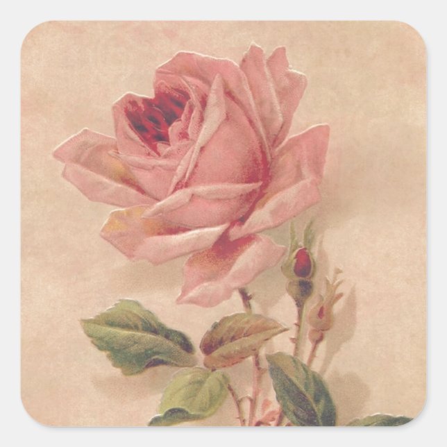 French Victorian Pink Rose Square Sticker (Front)