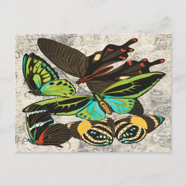 French Vintage Butterfly Botanical Art Postcard (Front)