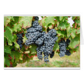 French Wine Grapes (Front Horizontal)