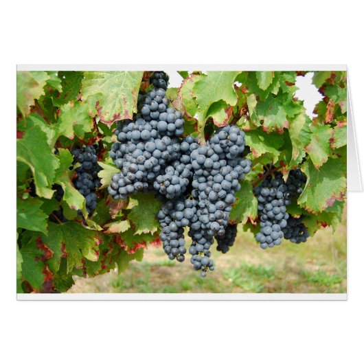 French Wine Grapes Cards (Front Horizontal)