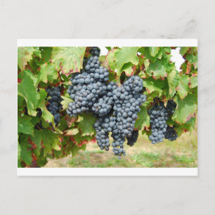 French Wine Grapes Postcard
