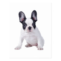 Frenchie - French bulldog puppy Postcard