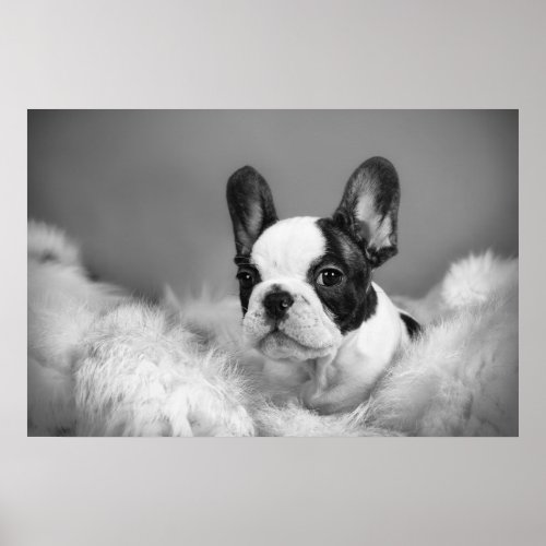 Frenchie _ French bulldog puppy Poster