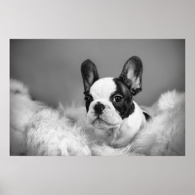 Frenchie - French bulldog puppy Poster (Front)