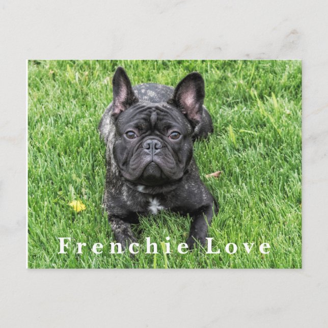 Frenchie Love French Bulldog Photo Postcard (Front)