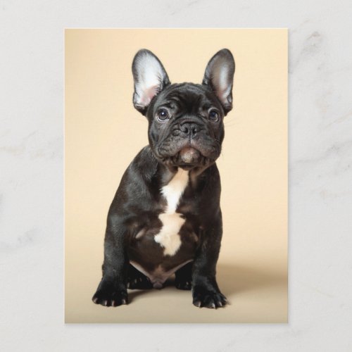 Frenchie Puppy Postcard