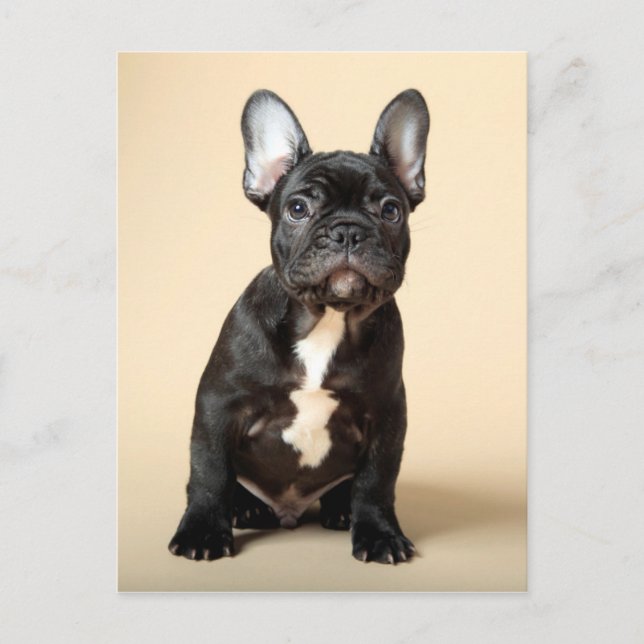 Frenchie Puppy Postcard (Front)