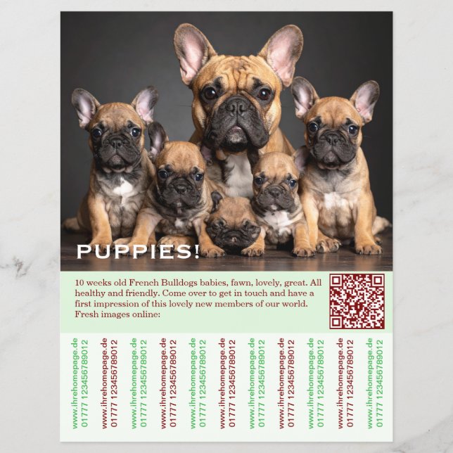 Frenchie Template Puppies  Flyer (Front)