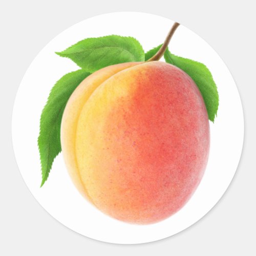 Fresh apricot classic round sticker