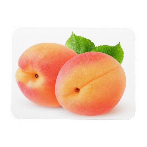 Fresh apricots magnet