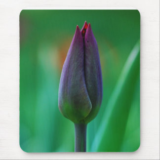 Fresh Blooming Purple Tulip Mouse Pad