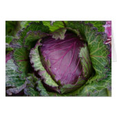 Fresh Cabbage (Front Horizontal)