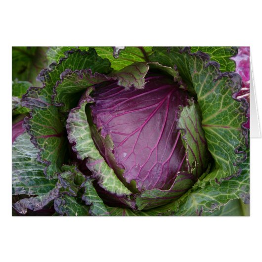 Fresh Cabbage Cards (Front Horizontal)