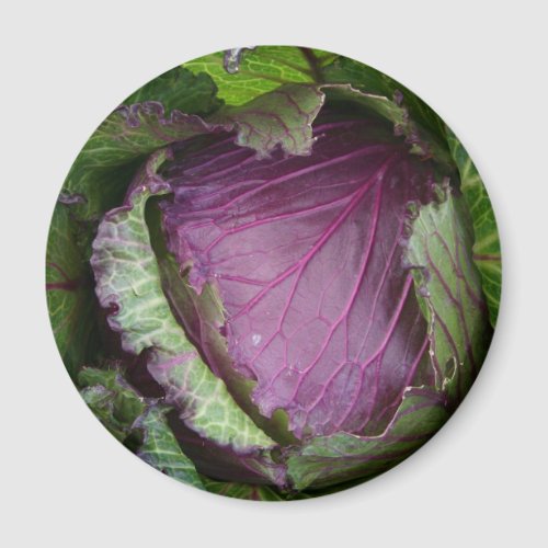 Fresh Cabbage Magnet