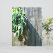 Fresh-cut Sage Barn-wood (Standing Front)