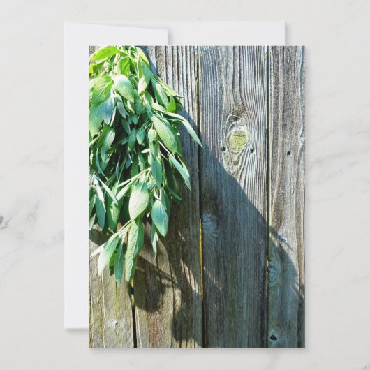 Fresh-cut Sage Barn-wood (Front)