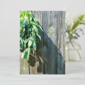 Fresh-cut Sage Barn-wood (Standing Front)