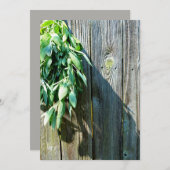 Fresh-cut Sage Barn-wood (Front/Back)