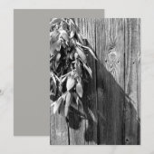 Fresh-cut Sage Barn-wood Grayscale (Front/Back)