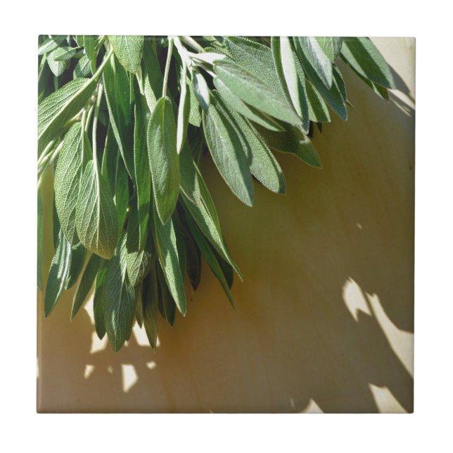 Fresh-cut Sage Ceramic Tile (Front)