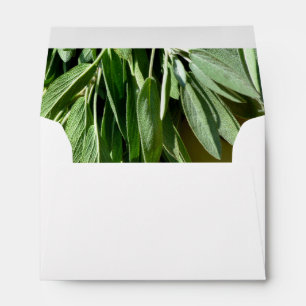 Fresh-cut Sage Envelope