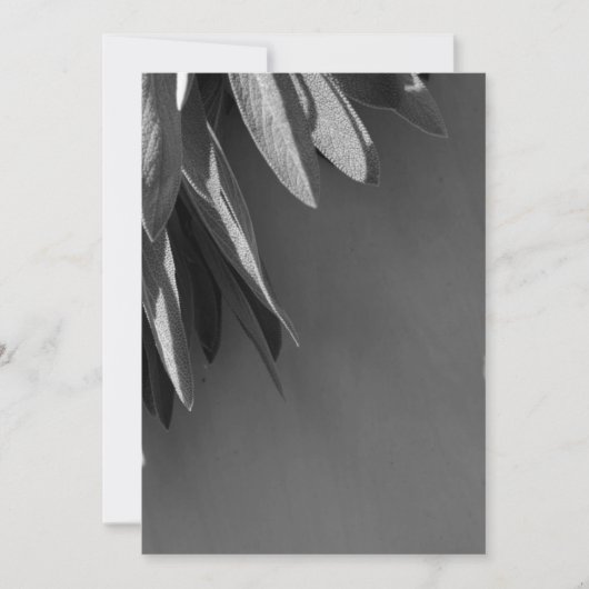 Fresh-cut Sage Grayscale (Front)