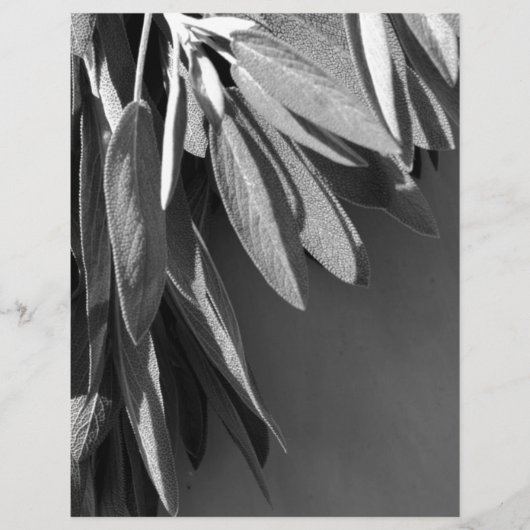 Fresh-cut Sage Grayscale (Front)
