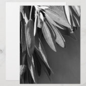 Fresh-cut Sage Grayscale (Front/Back)