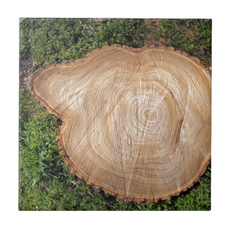 Fresh cut tree stump ceramic tile