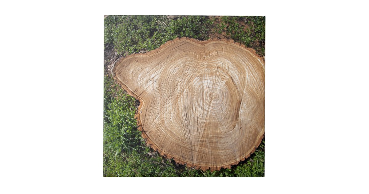 Fresh cut tree stump ceramic tile | Zazzle